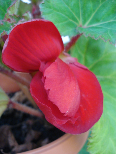 Red Begonia (2009, August 09)