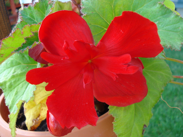 Double Red Begonia (2009, Aug.12)