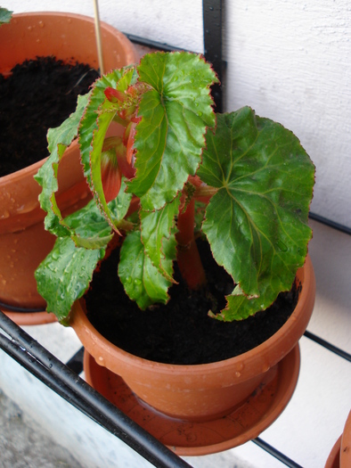 Begonia Red Cascade (2009, May 03)