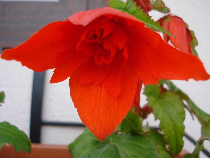 Begonia Red Cascade (2009, May 17)