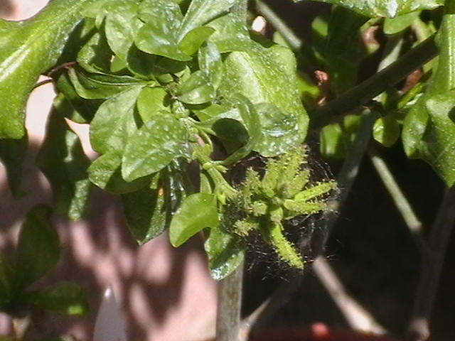 BOBOC DE PLUMBAGO ALB - oxigenul din case 2010