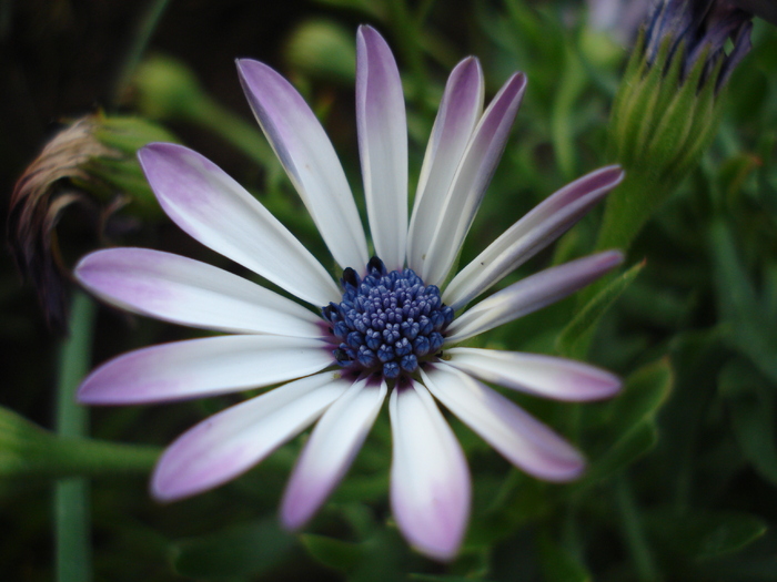 Daisy Ostica Lilac (2010, May 12) - Osteo Ostica Lilac