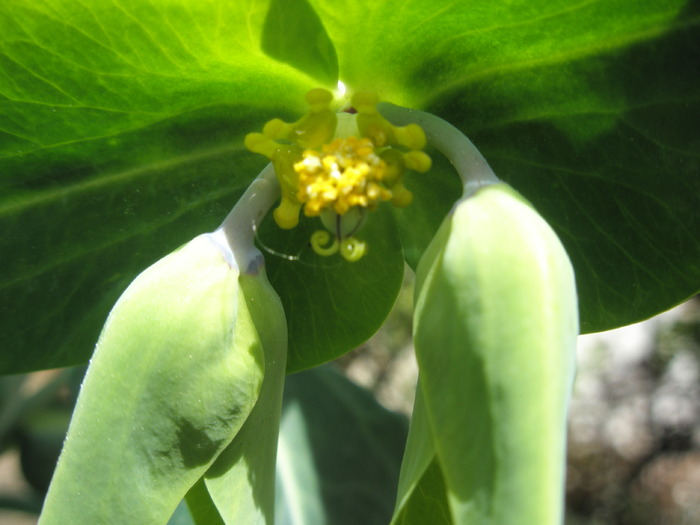 floare de Euphorbia de gradina 8.05 - Plante de EXTERIOR