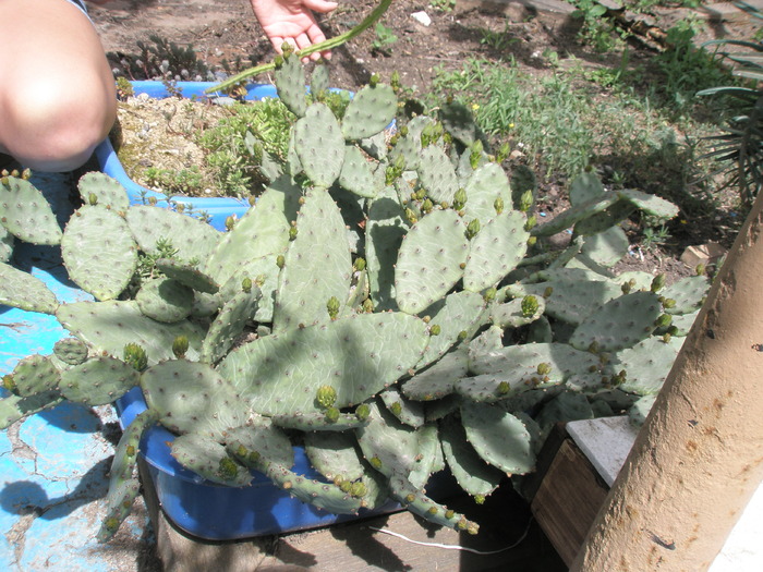 inceput de boboci la Opuntia de exterior - Plante de EXTERIOR