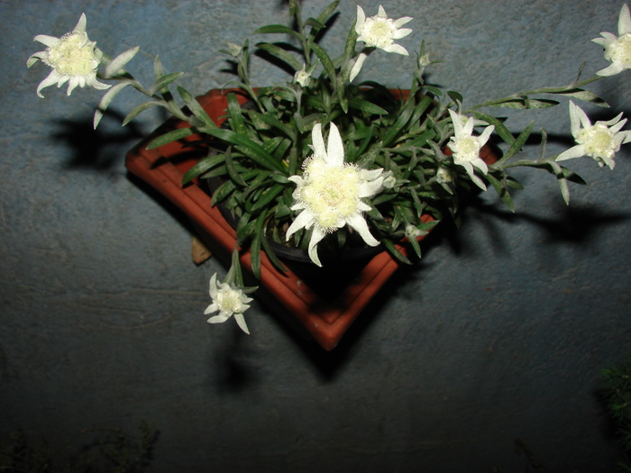 flori de colt - Cum au crescut florile de colt - anul 2