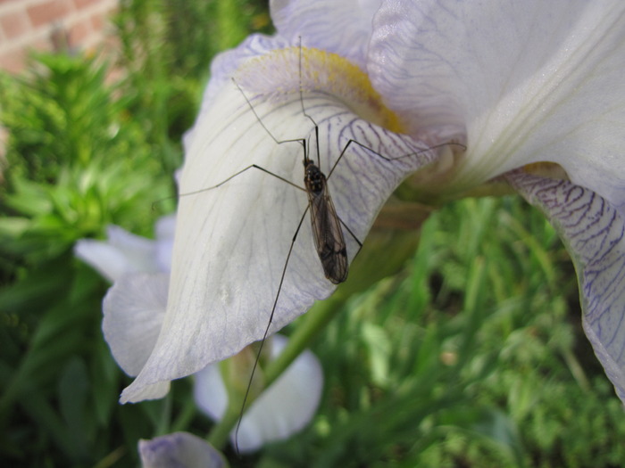 Iris Germanica 15 mai 2010 (2)