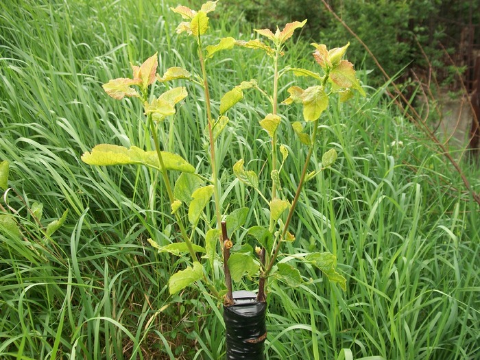 altoiri 2009 &2010 010; prun pe corcodus
