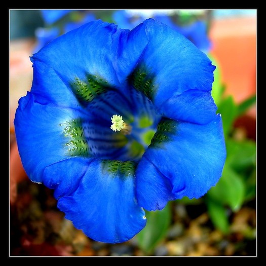 Gentiana acaulis - Gentiana