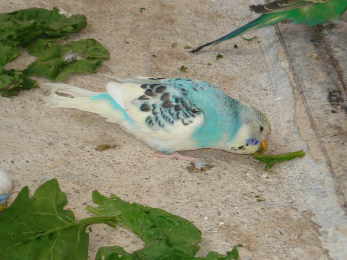 DSC05803 - PUI 2010-MATCA 2011