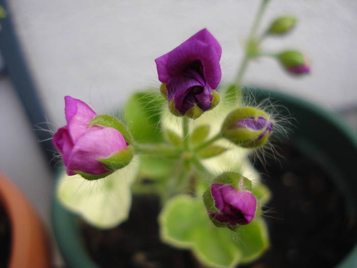 Ivy-geranium Amethyst (2009, Aug.09)