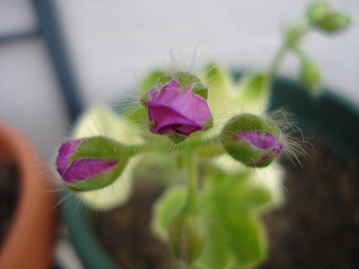 Ivy-geranium Amethyst (2009, Aug.06)