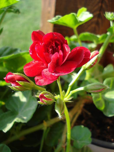 Ivy geranium Barock (2009, May 26)