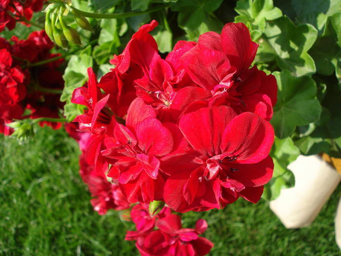 Ivy geranium Barock (2009, May 26)