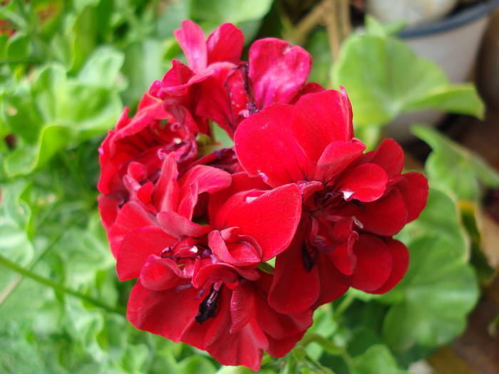 Ivy geranium Barock (2009, June 12)