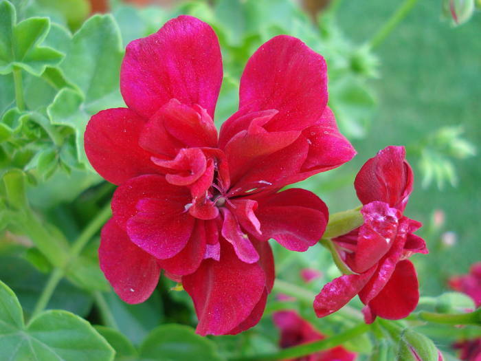 Ivy geranium Barock (2009, June 15)