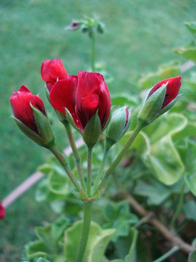 Ivy geranium Barock (2009, Aug.06)