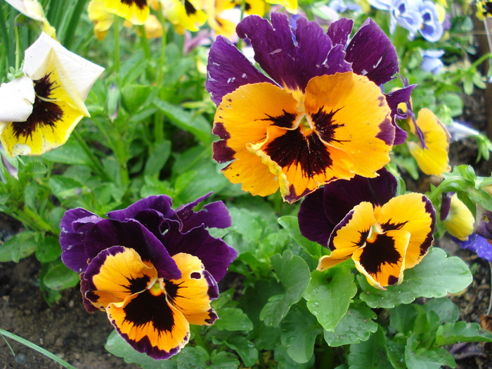 Orange Queen pansy, 16may2010
