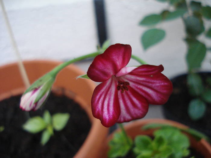 Ivy geranium Happy Face Mex (`09, Apr.02)