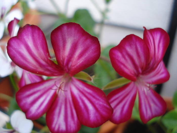 Ivy geranium Happy Face Mex (`09, Apr.10)