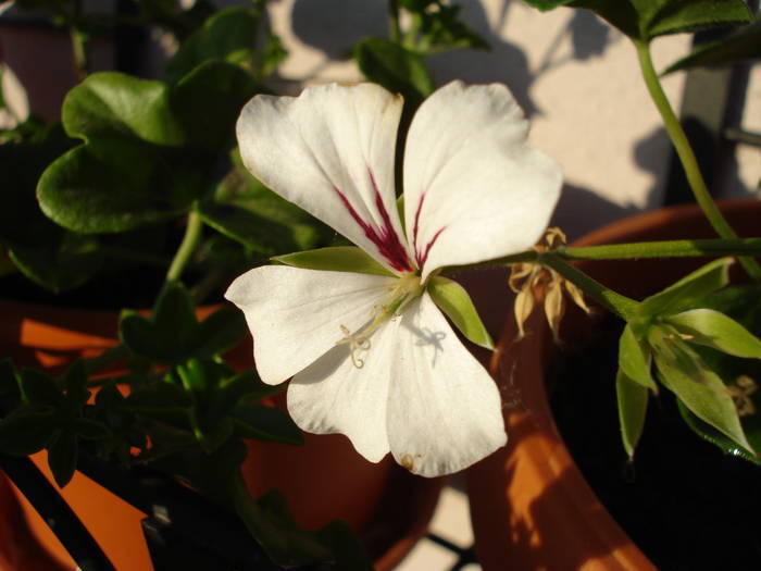 Mini Cascade White (2009, May 09) - Ivy-geranium Mini Cascade W
