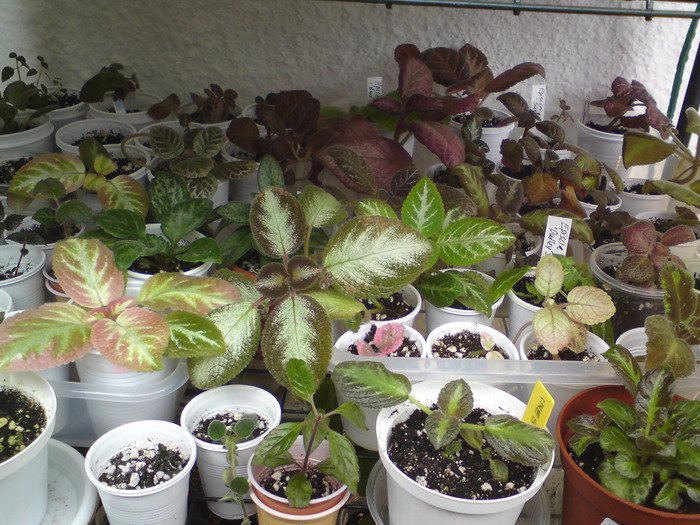 Episcii - grup (1) - Episcia