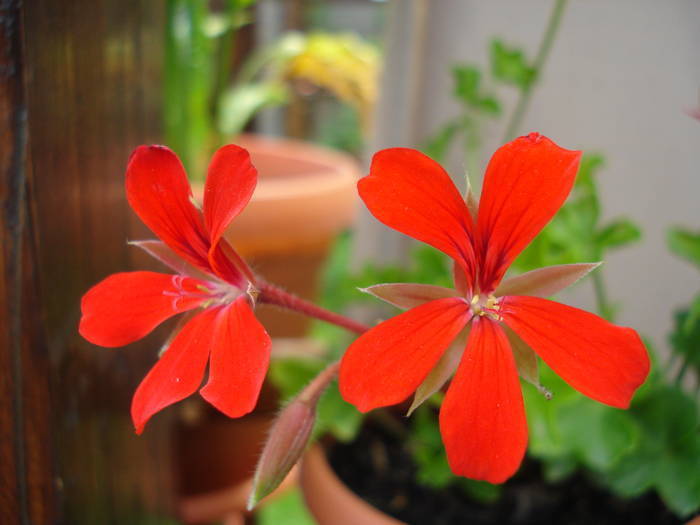 Mini Cascade Red (2009, June 01) - Ivy-geranium Mini Cascade Red