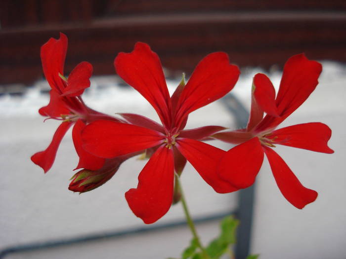 Mini Cascade Red (2009, Aug.06) - Ivy-geranium Mini Cascade Red