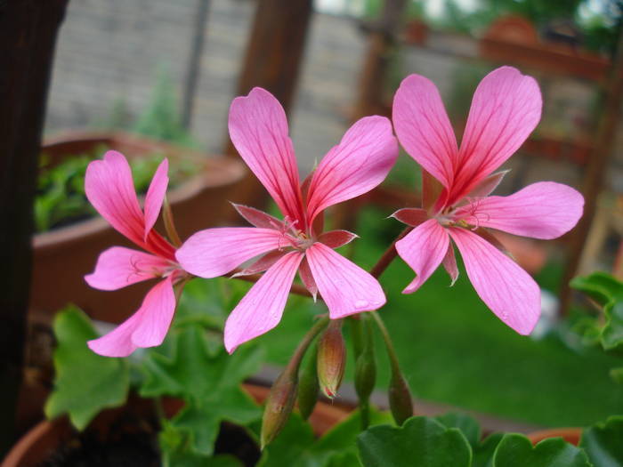 Mini Cascade Pink (2009, May 13) - Ivy-geranium Mini Cascade Pink