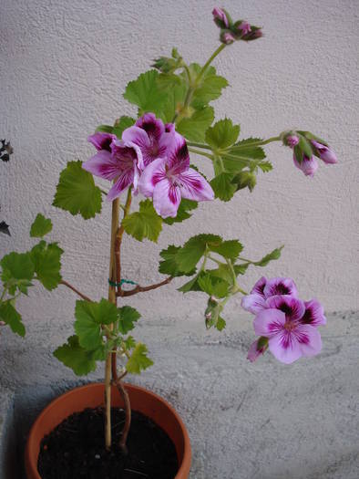 Geranium Aristo Lavender (`09, Apr.07)