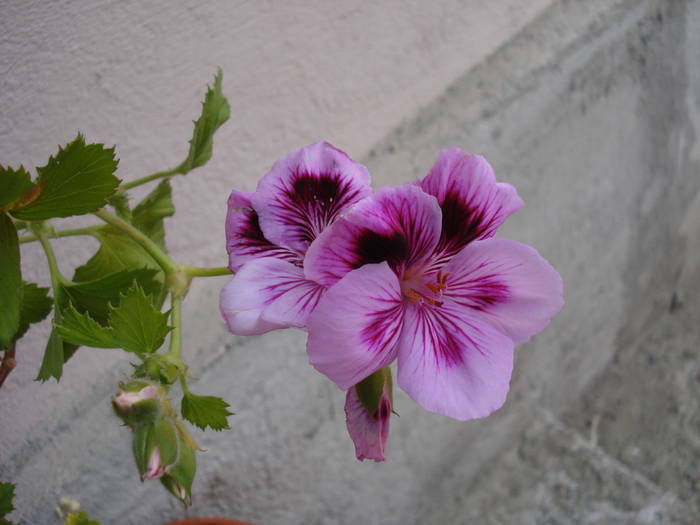 Geranium Aristo Lavender (`09, Apr.07)