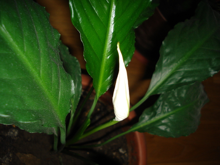 Spathiphyllum_Peace Lily (2009, Mar.17) - FLOWERS and LEAVES