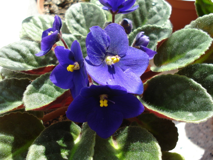 Blue African Violet (2009, April 27) - FLOWERS and LEAVES