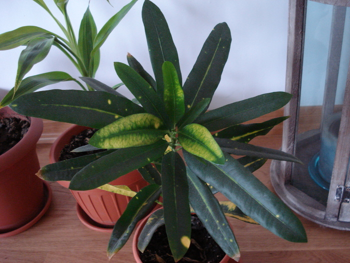 Codiaeum Spotted Leaves (2009, May 07) - FLOWERS and LEAVES