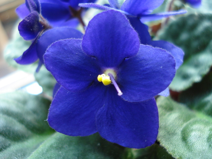 Blue African Violet (2009, May 25) - FLOWERS and LEAVES