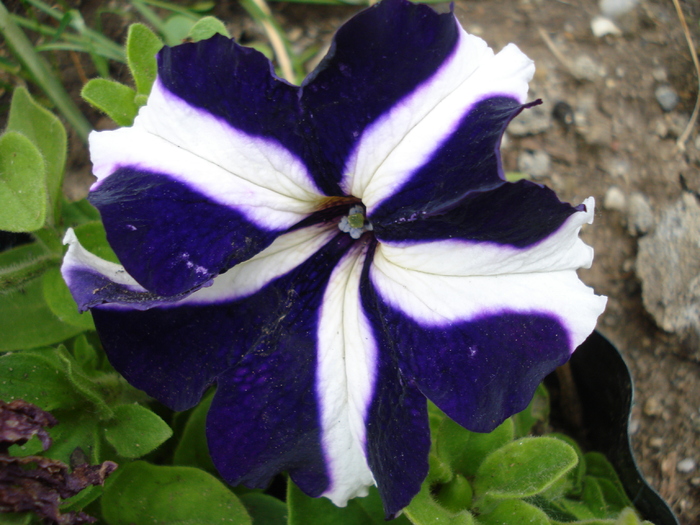 Blue & White Petunia (2010, May 18) - PETUNIA Simple