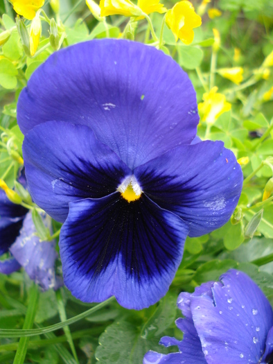 Swiss Giant Blue Pansy (2010, May 15)