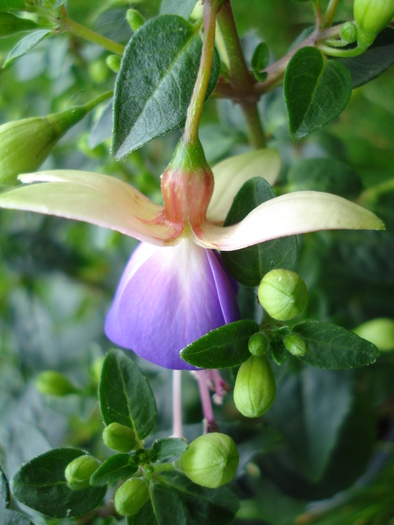 Fuchsia Violette (2010, May 19)
