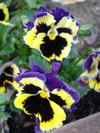 Frizzle Sizzle pansy, 14may2010