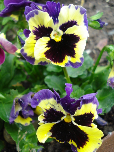 Frizzle Sizzle pansy, 16may2010