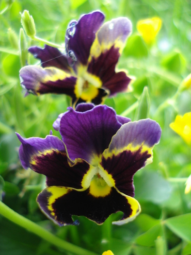 Frizzle Sizzle pansy, 19may2010
