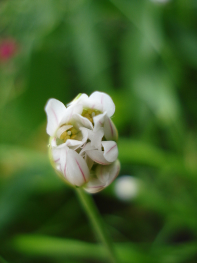 Triteleia hyacinthina (2010, May 15)