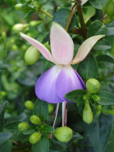 Fuchsia Violette (2010, May 20)