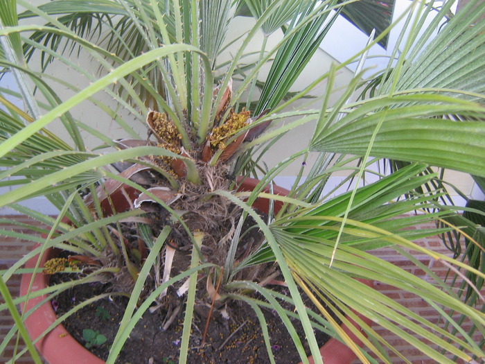 infloreste in fiecare an - palmieri