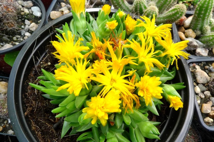 Delosperma nubigenum - Plante hardy