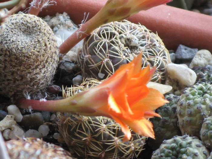 REBUTIA HELIOSA - CACTACEAE - diverse specii si genuri