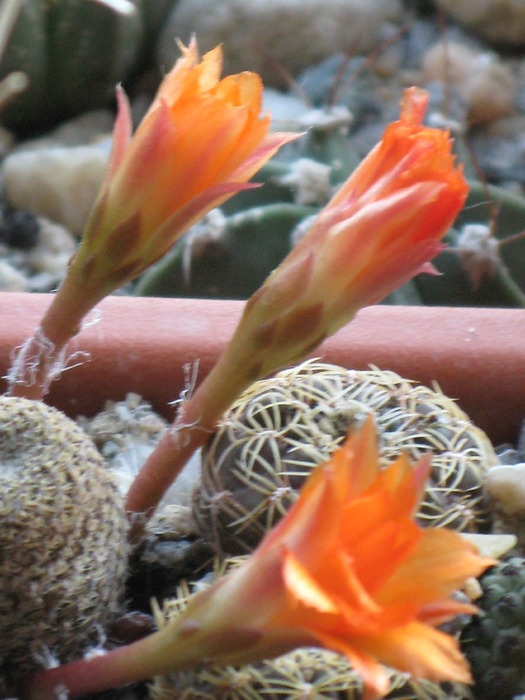 REBUTIA HELIOSA - CACTACEAE - diverse specii si genuri