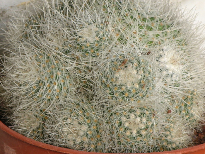 Mammillaria lenta - CACTACEAE - diverse specii si genuri