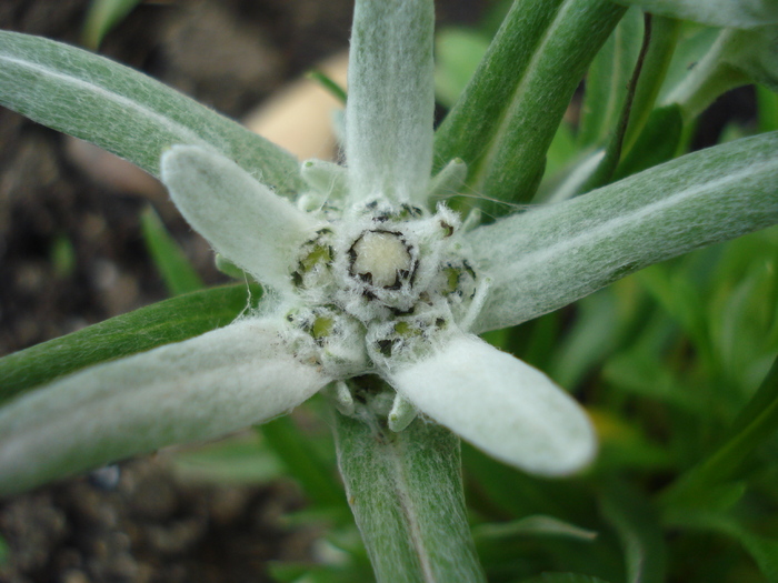 Edelweiss (2010, May 22) - LEONTOPODIUM Alpinum