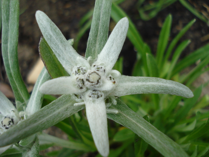 Edelweiss (2010, May 22) - LEONTOPODIUM Alpinum