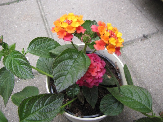 Lantana 24 mai 2010 (1)